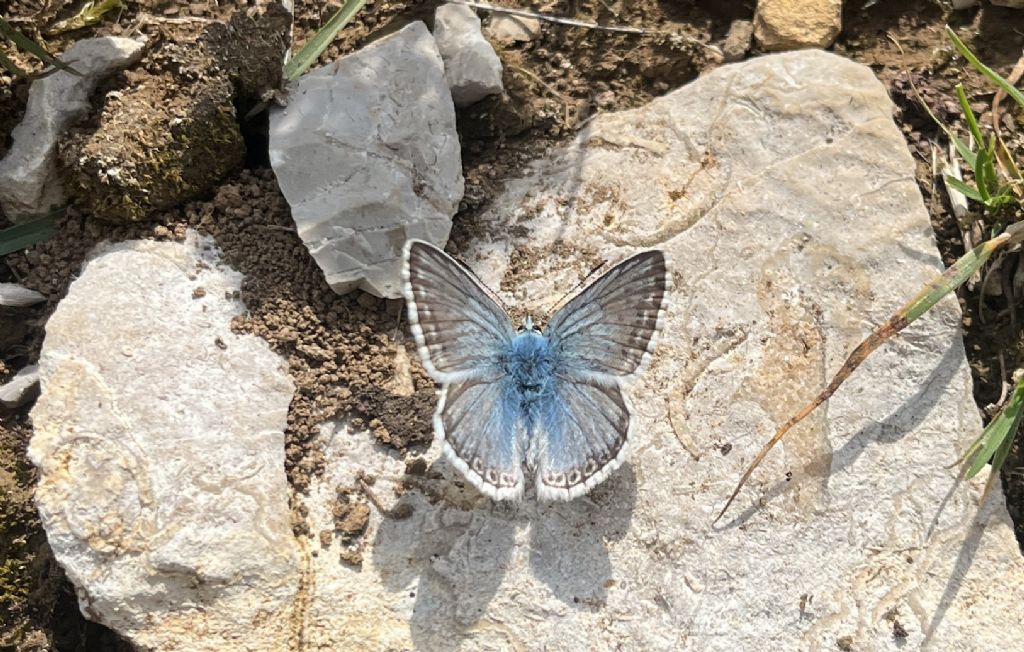 Polyommatus coridon (Lysandra coridon) - Lycaenidae